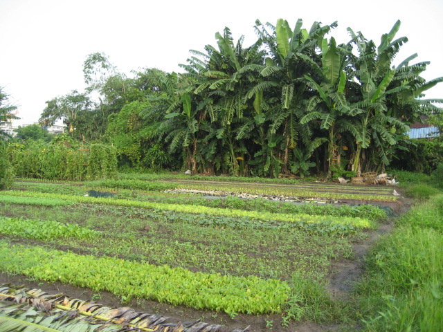 Dịch vụ chuyển đất nông nghiệp sang đất thổ cư tại Huế